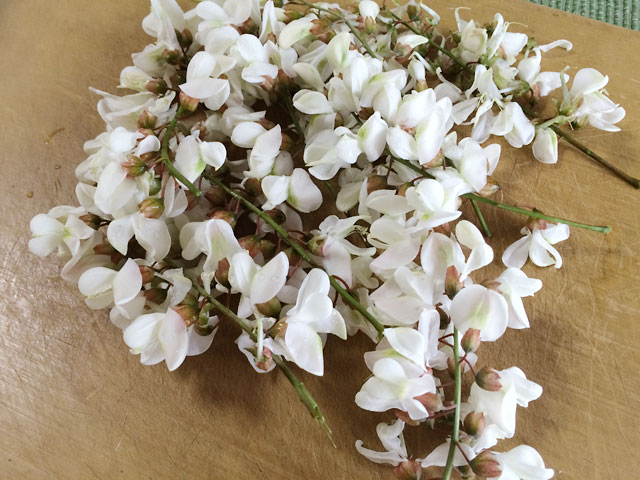 割引 ] 信州から初夏の味覚をお届け 天ぷらにニセアカシアの花房 写真