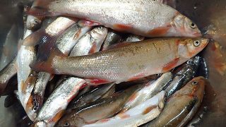 ウグイ料理 魚ココロあれば水ココロあり