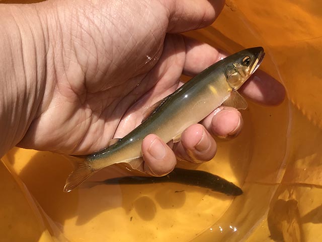 初めて自分で鮎を釣って食べる 天竜川水系 鮎解禁19 魚ココロあれば水ココロあり